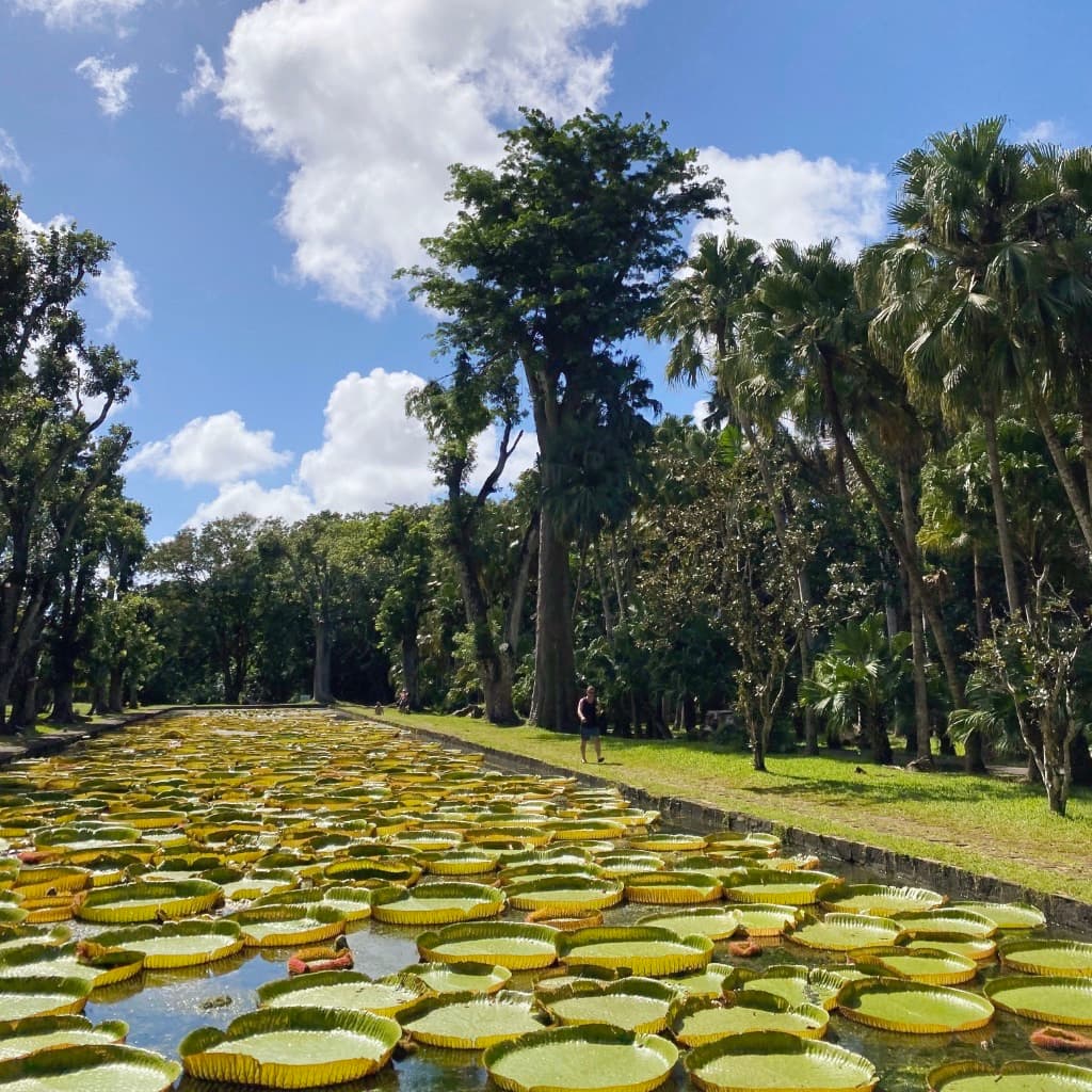 Le jardin de Pamplemousses
