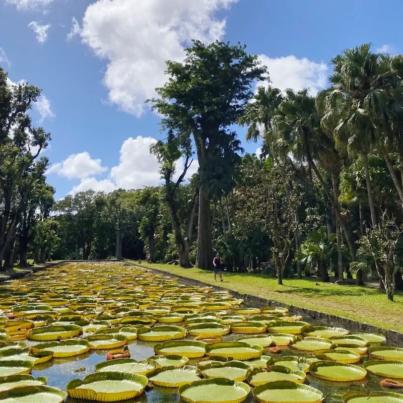 Le jardin de Pamplemousses