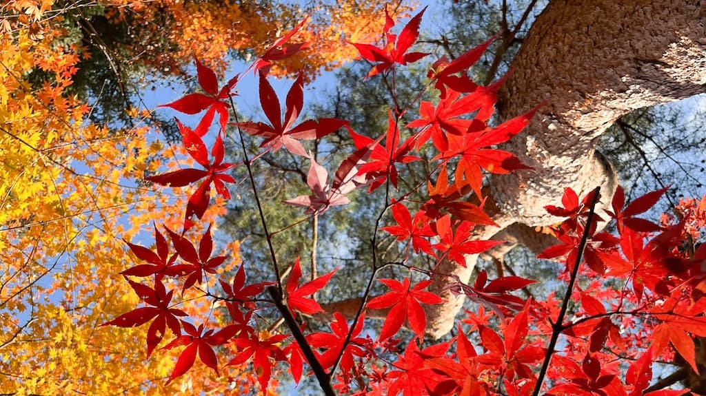 Image de couverture pour Japon, une petite semaine en automne