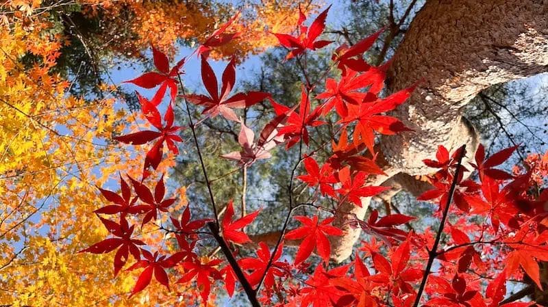 Japon, une petite semaine en automne
