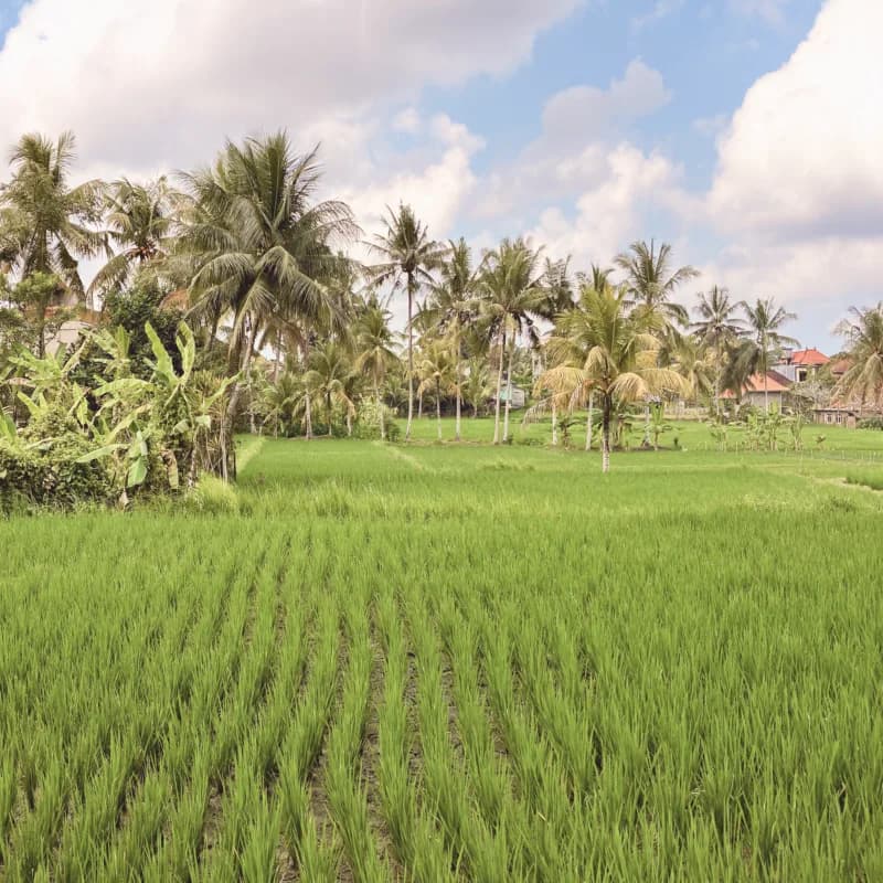 Et Ubud aussi !